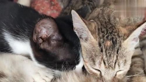 咕噜声,咕噜声中的奇幻之旅