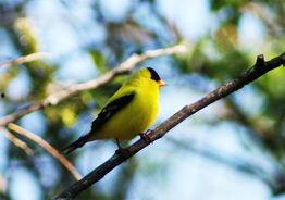 小鸟们,小鸟们的自然交响曲”